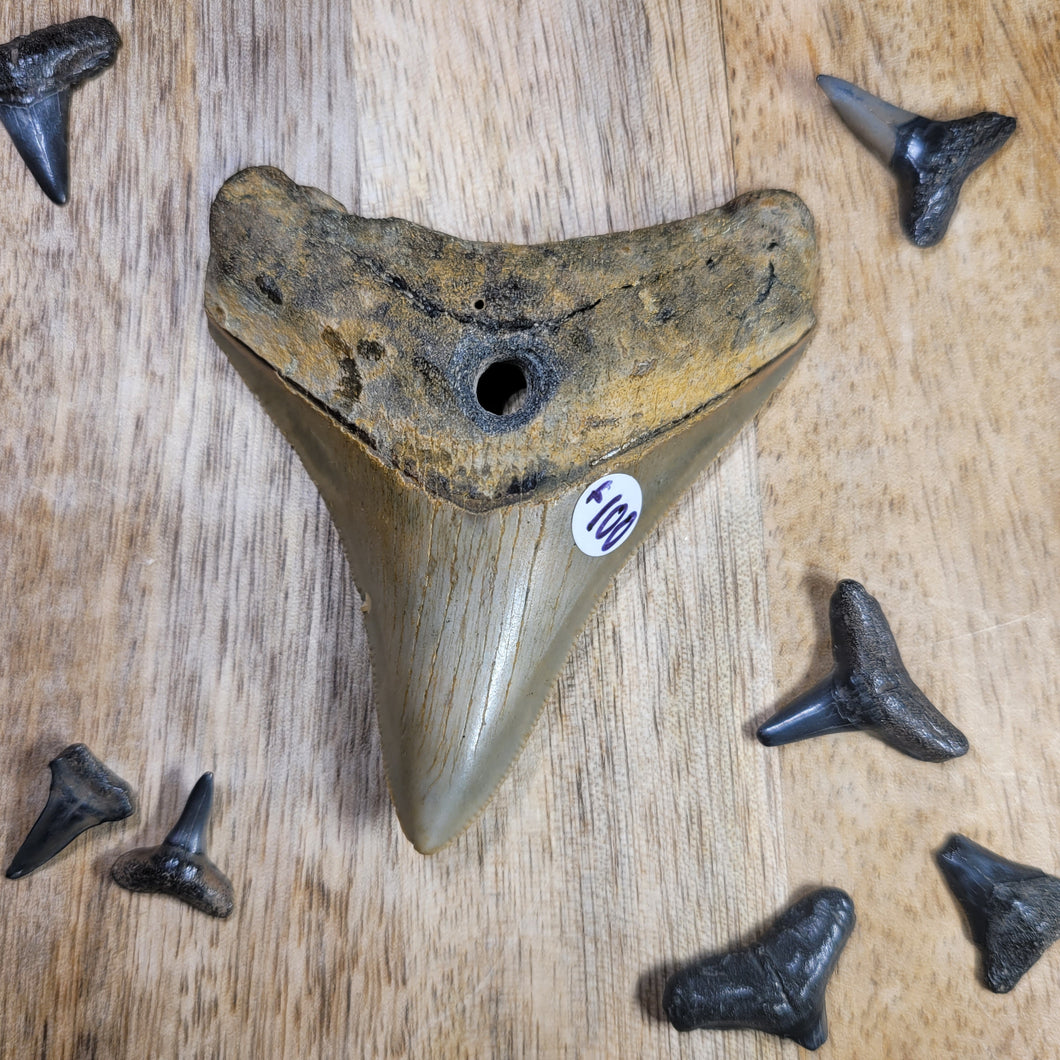 Megalodon Fossil Shark Tooth Drilled Pendant 3