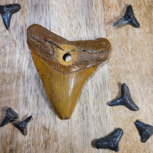 Load image into Gallery viewer, Megalodon Fossil Shark Tooth Drilled Pendant 2 1/2&quot;
