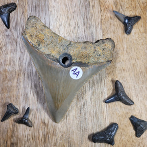 Megalodon Fossil Shark Tooth Drilled Pendant 3"