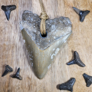 Megalodon Fossil Shark Tooth Drilled Pendant 3"