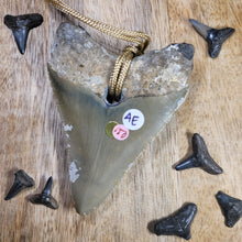 Load image into Gallery viewer, Megalodon Fossil Shark Tooth Drilled Pendant 3&quot;
