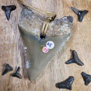 Megalodon Fossil Shark Tooth Drilled Pendant 3"