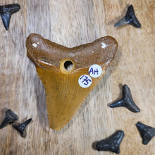 Load image into Gallery viewer, Megalodon Fossil Shark Tooth Drilled Pendant 2 1/2&quot;
